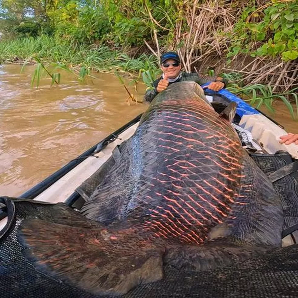 Pescador fisga pirarucu de mais 2 metros e 100 kg no Rio Madeira; confira