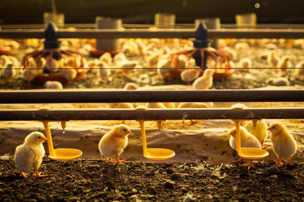 Uso de dosadores contribui para oferecer aditivos na quantidade necessária a aves e suínos