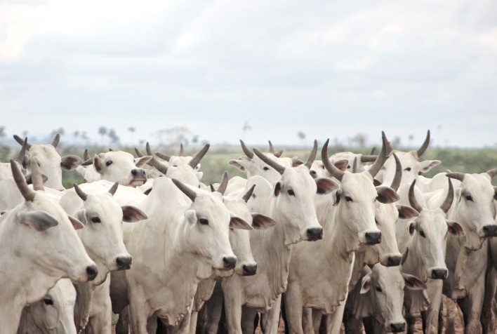 Esta é a última chance de recuperar o escore corporal de vacas de forma barata antes da estação de monta