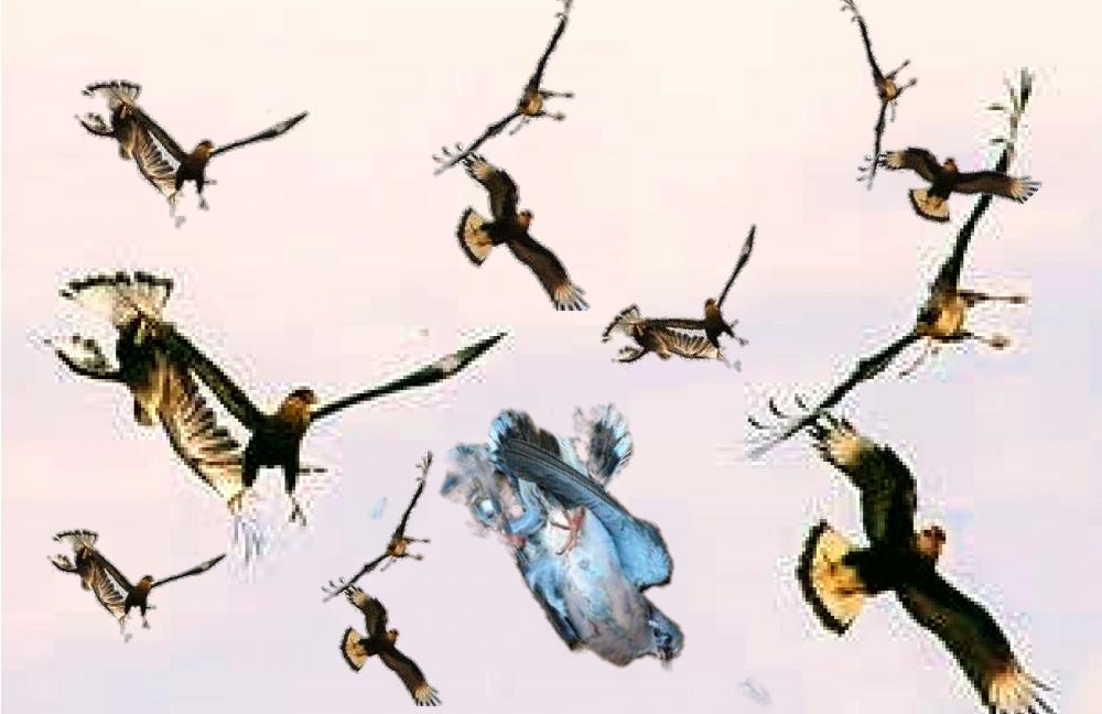 Foto: Desenho montagem